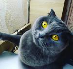 котик