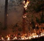 лесные пожары на Луганщине