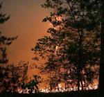 В двух районах оккупированной Луганщины введен режим ЧС из-за лесных пожаров