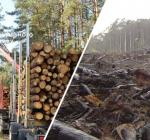 На ТОТ Украины массово вырубают леса