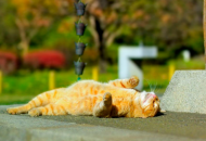 котик