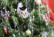 новогодняя елка и кот