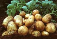 картофель урожай