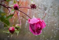 дождь роза