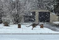 Австралию засыпает снегом
