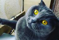 котик