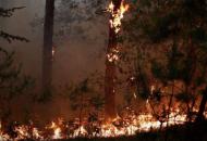 лесные пожары на Луганщине