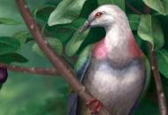 На островах Тонга в Тихом океане найдены останки древнего гигантского голубя