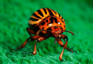 интересные факты о колорадском жуке