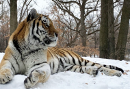 В зоопарке Миннесоты умер амурский тигр Путин