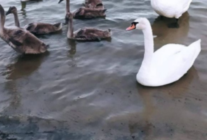 лебедь