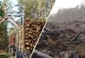 На ТОТ Украины массово вырубают леса