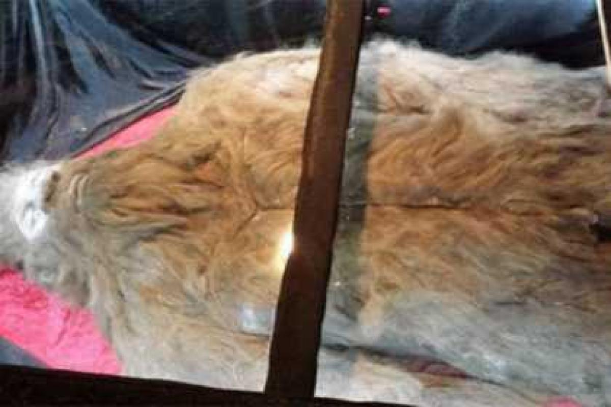 Мертвый снежный человек отправится в мировое турне Мертвый снежный человек отправится в мировое турне