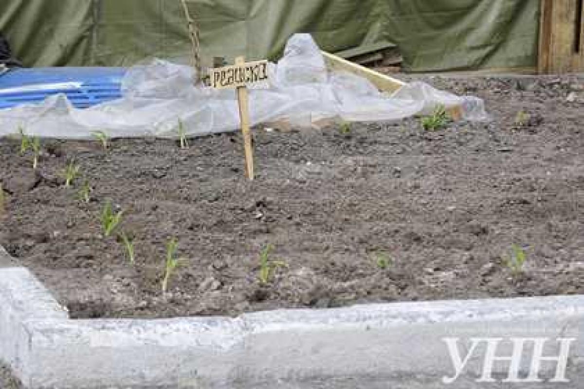На Майдане активисты сажают огород и планируют разводить кур и свиней