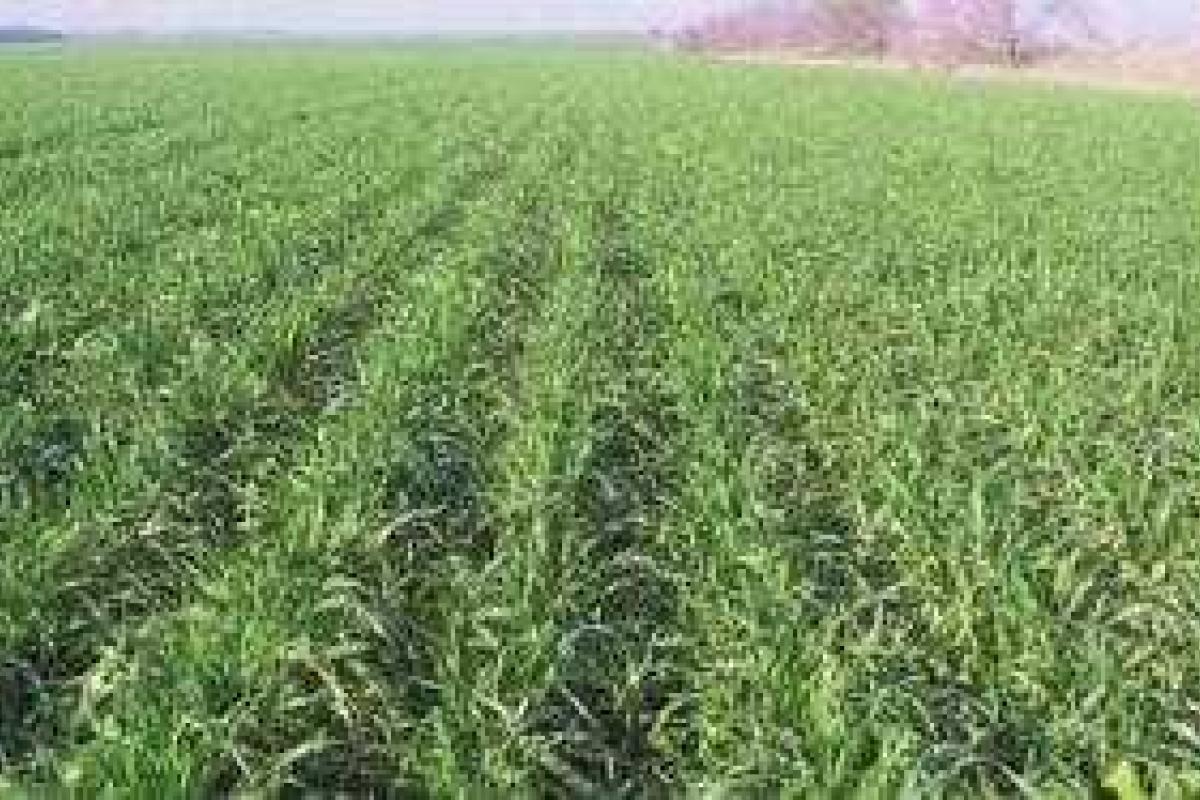 Посевная проходит быстрее, чем в прошлом году, ранними зерновыми уже засеяно более 90 % площадей - И.Швайка Посевная проходит быстрее, чем в прошлом году, ранними зерновыми уже засеяно более 90 % площадей - И.Швайка