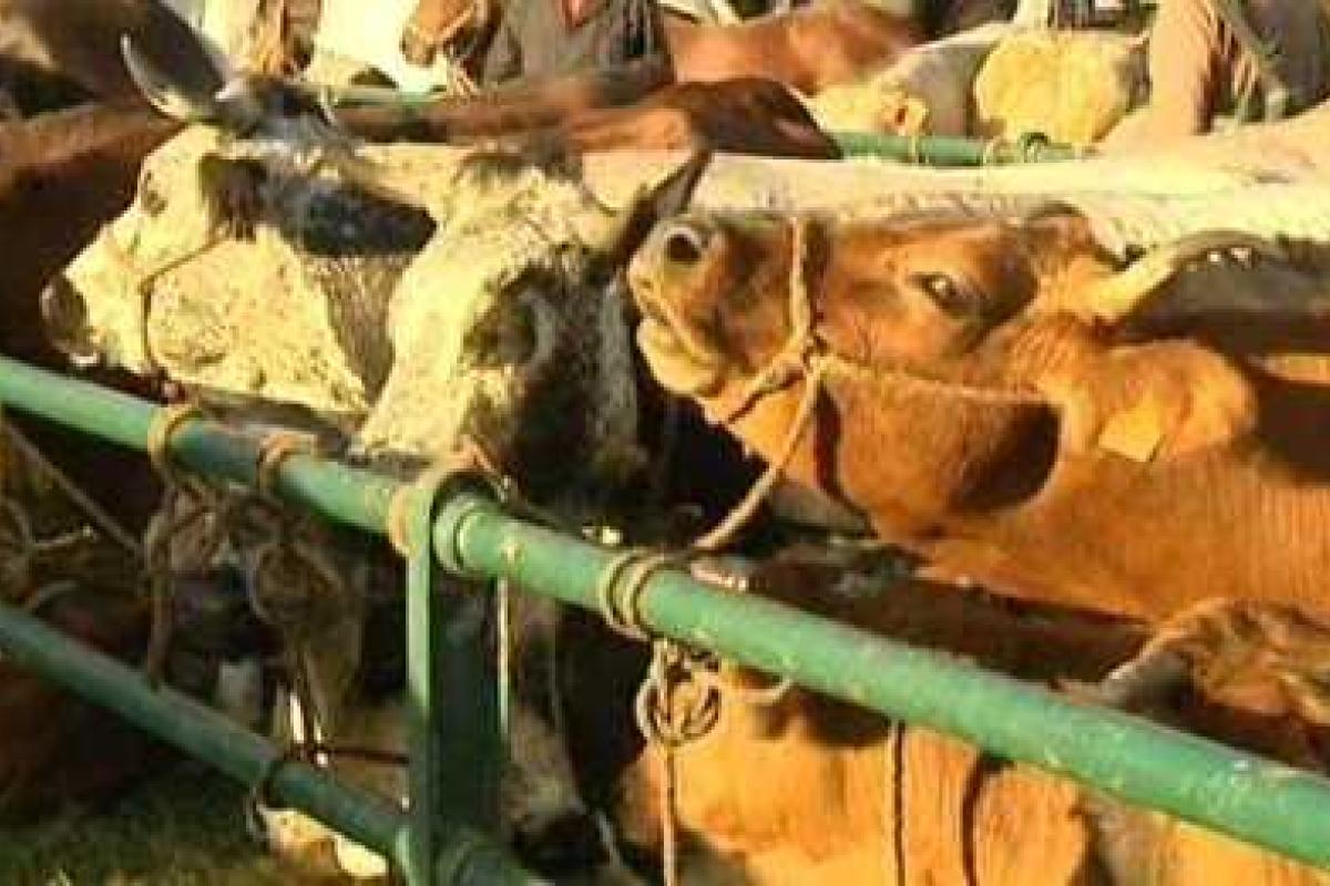 На Харьковщине увеличился объем реализации скота и птицы в живом весе На Харьковщине увеличился объем реализации скота и птицы в живом весе