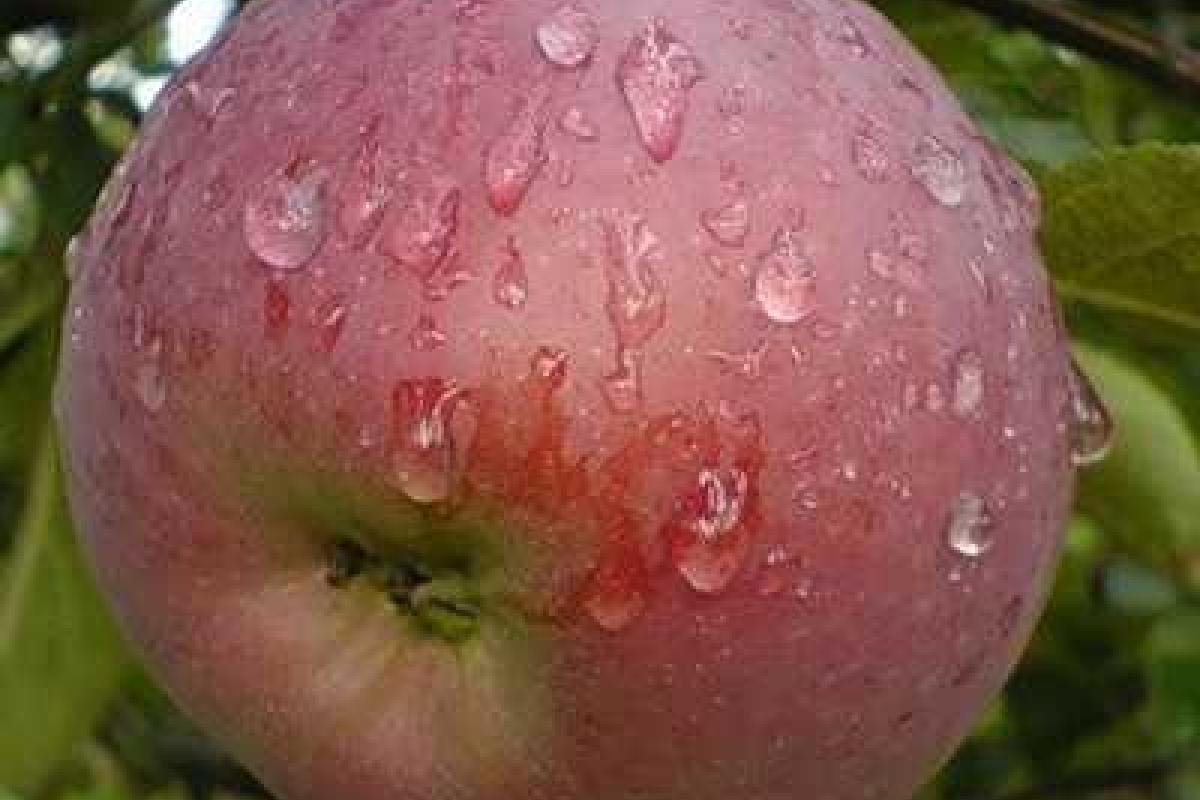 Аграрии Винничины планируют развивать отрасль садоводства 