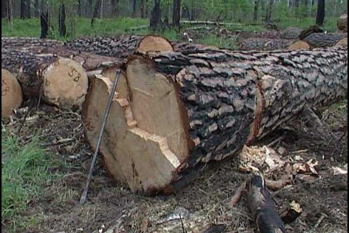 Госэкоинспекция Буковины регулярно проводит ресурсные проверки
