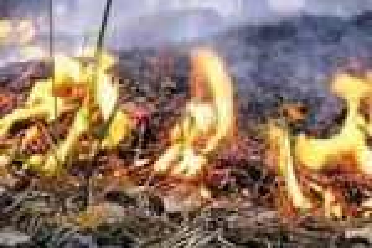 На Сумщине запретили въезд в хвойные леса На Сумщине запретили въезд в хвойные леса