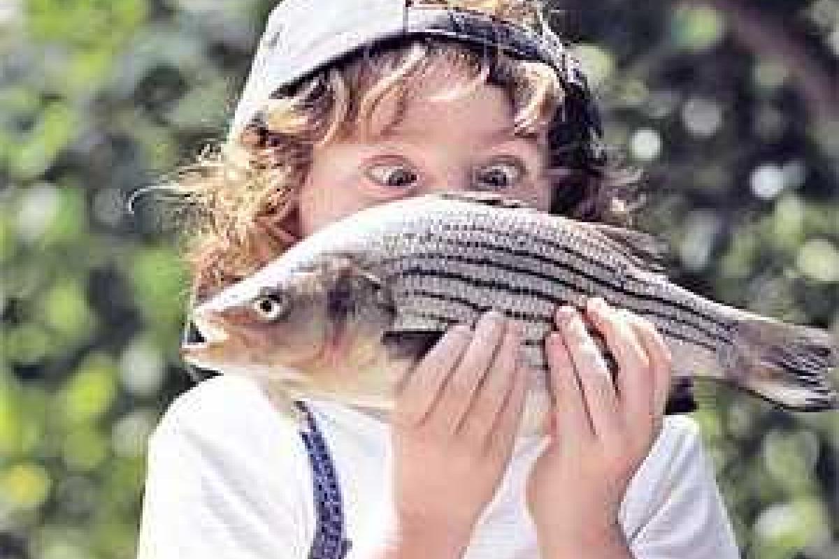 Жир вредит талии, но не мозгу