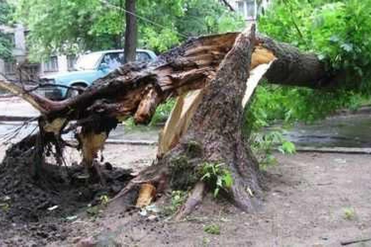 В Харькове сильный ветер валил деревья В Харькове сильный ветер валил деревья