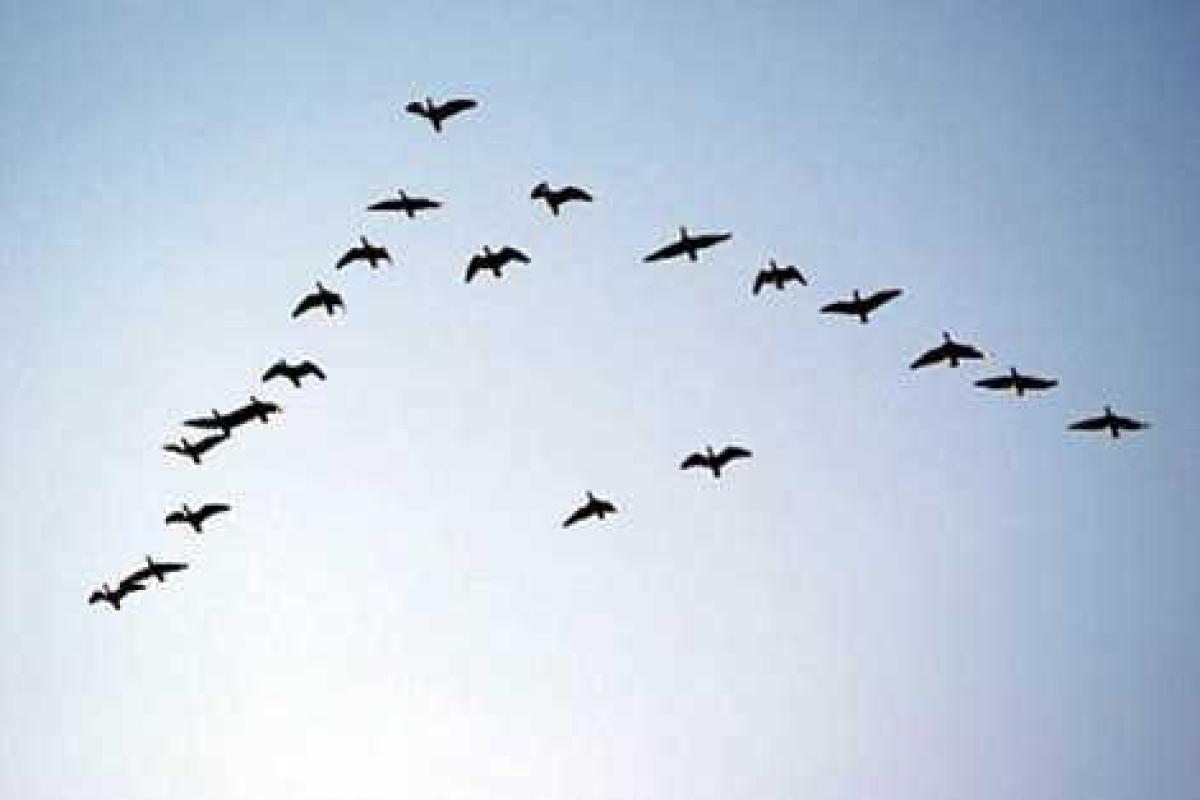 Почему птицы летают клином