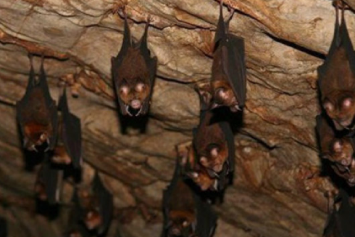Почему летучие мыши живут в пещерах