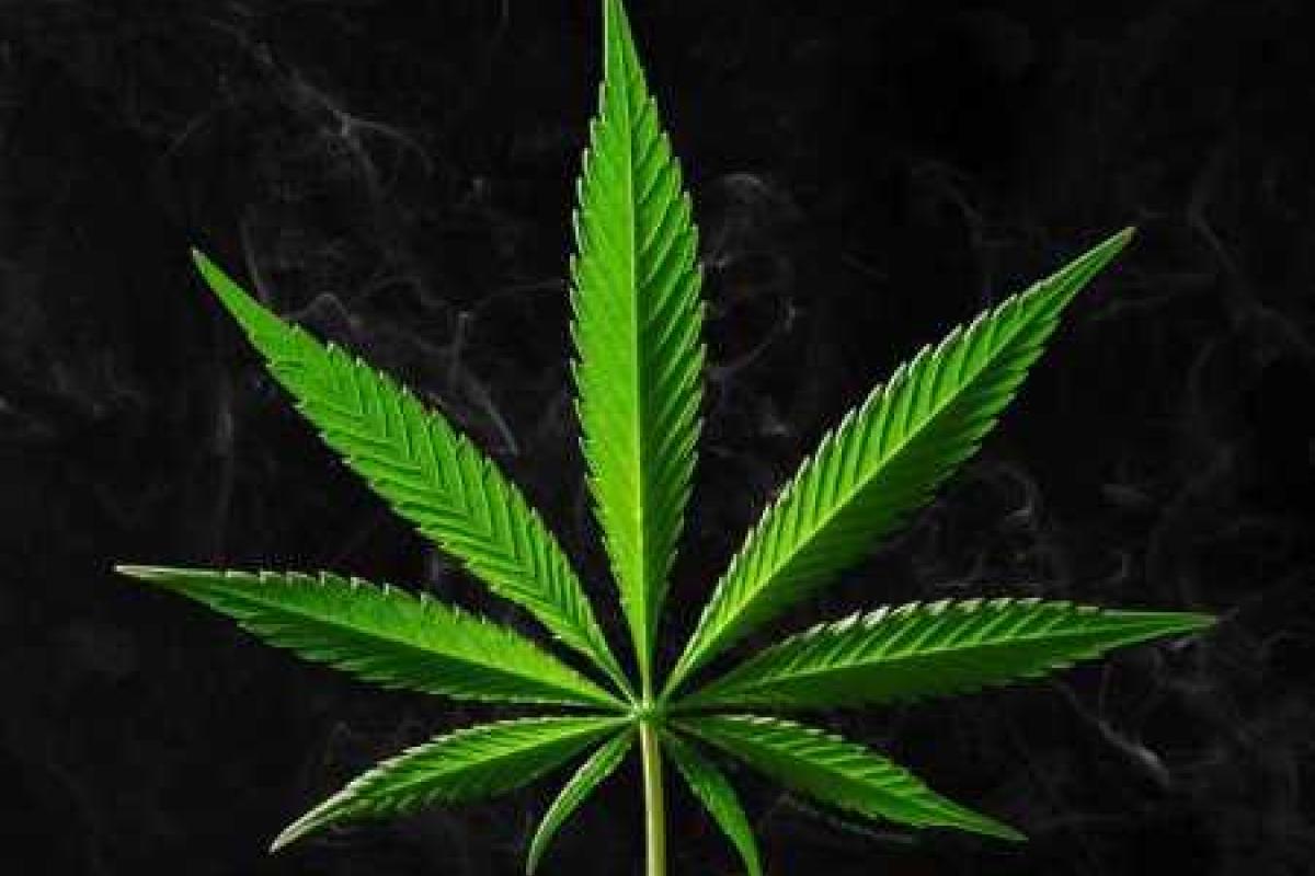 Американские ученые изучили марихуану