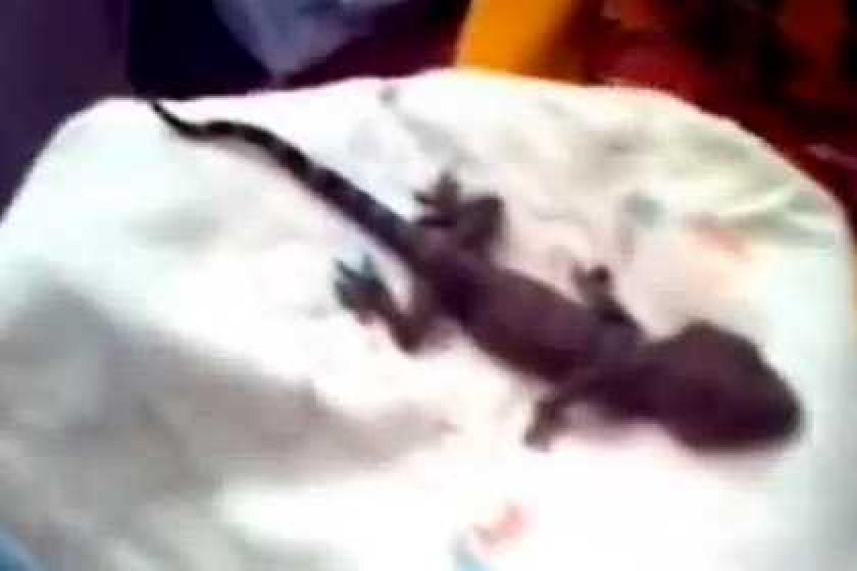 Индонезийка родила... ящерицу 