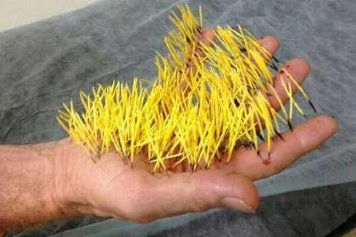 В Бразилии дикобраз провел сеанс иглоукалывания В Бразилии дикобраз провел сеанс иглоукалывания