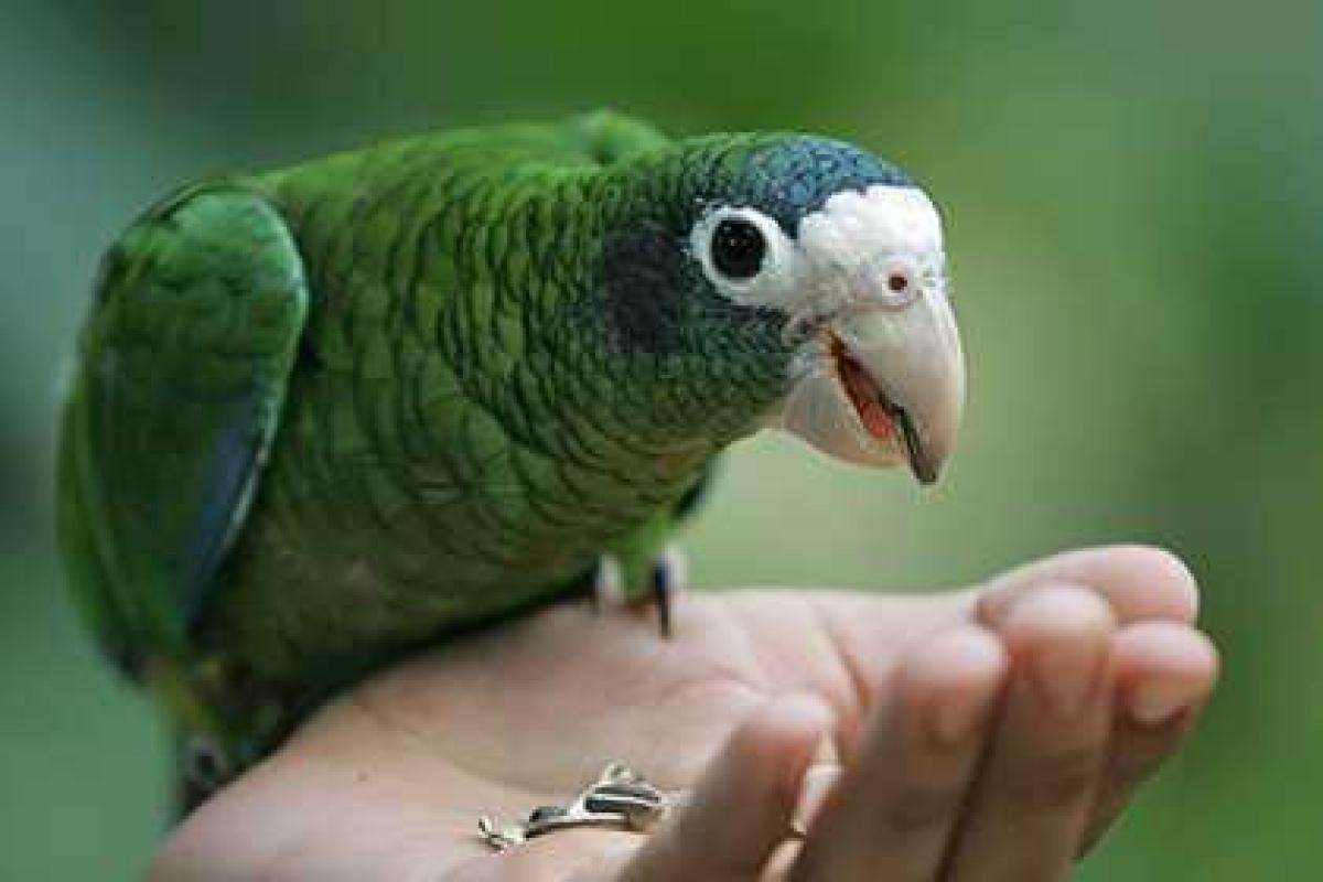 Попугай решил "сходить в люди", поболтать Попугай решил "сходить в люди", поболтать