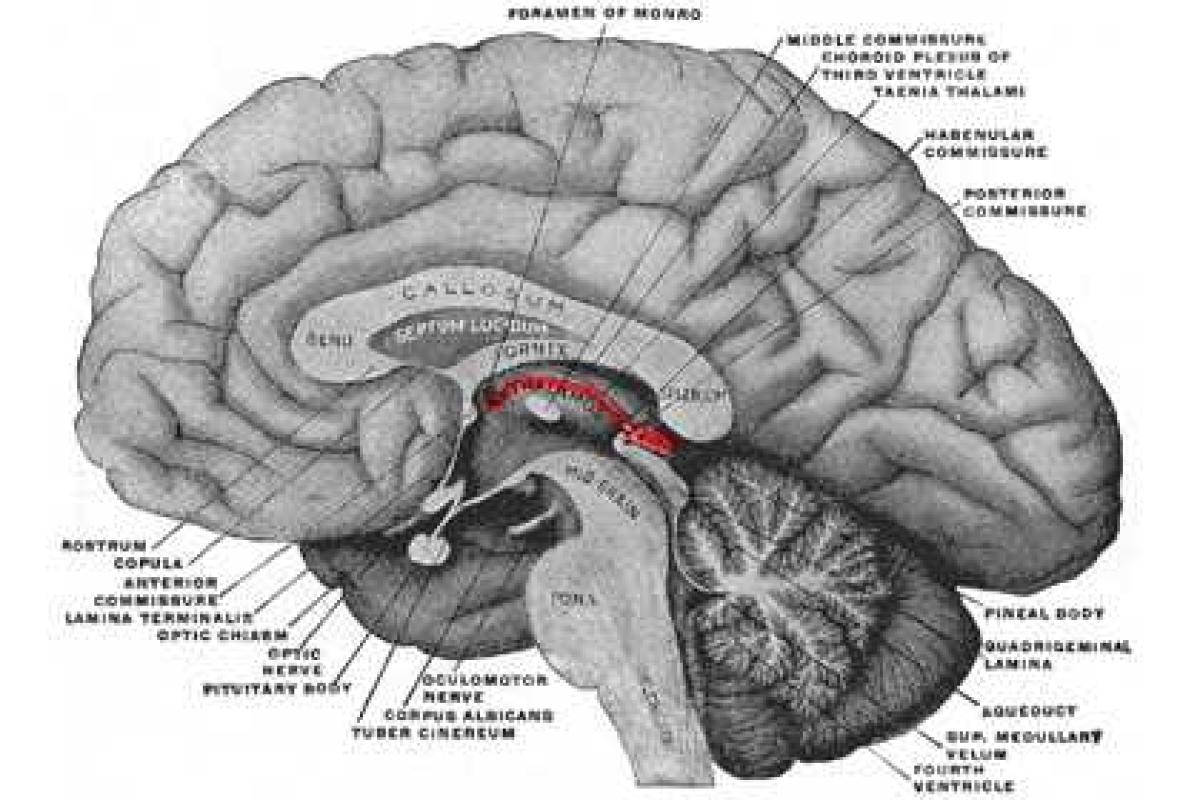 Найден орган страха у человека