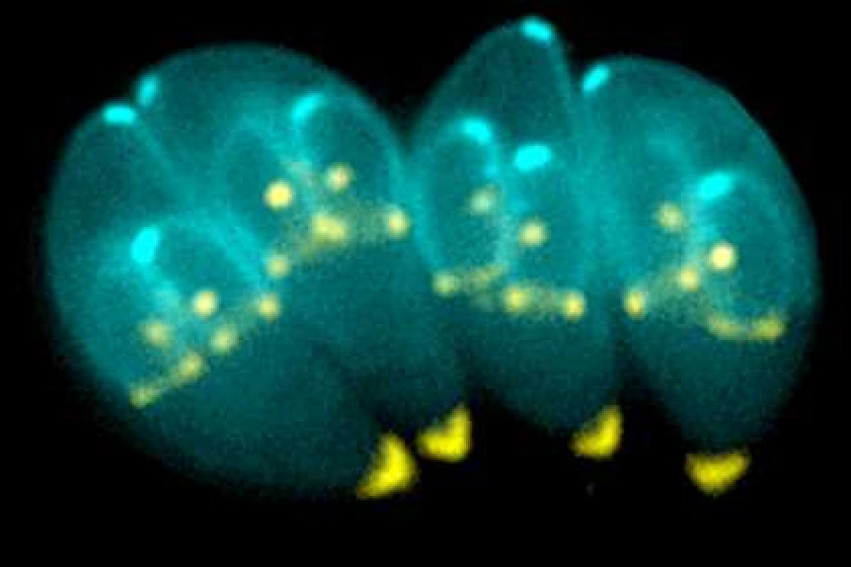 Ученые приближаются к созданию вакцины от рака Ученые приближаются к созданию вакцины от рака
