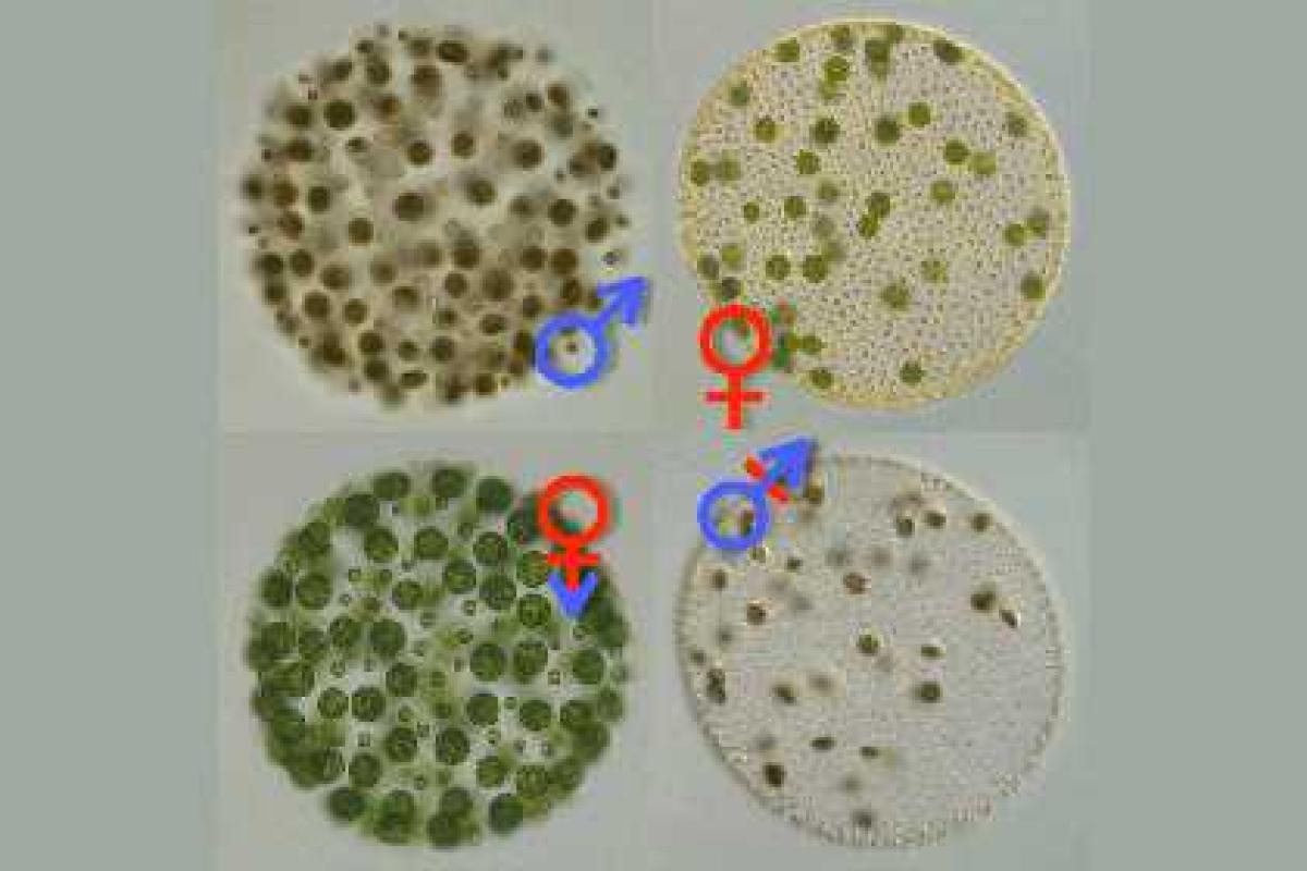 Транссексуальные водоросли раскрыли тайну происхождения полов Транссексуальные водоросли раскрыли тайну происхождения полов