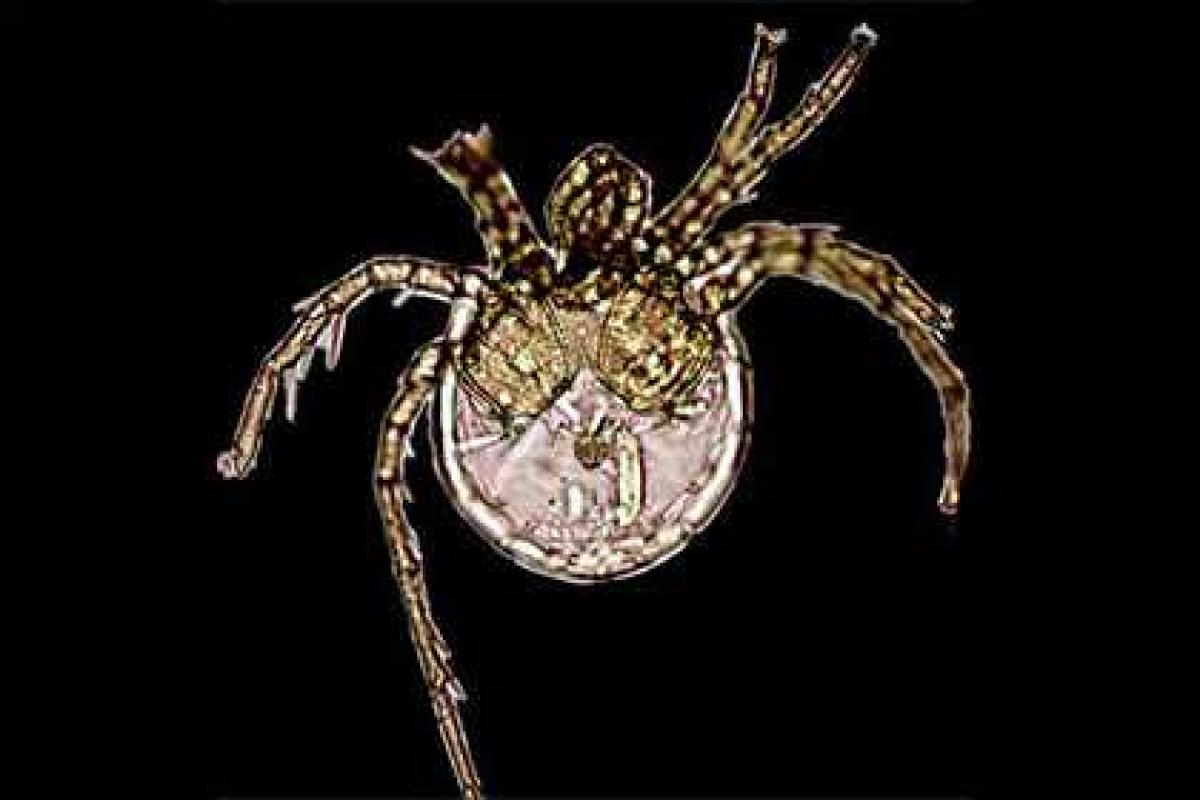 Водяного клеща назвали в честь Дженнифер Лопес Водяного клеща назвали в честь Дженнифер Лопес