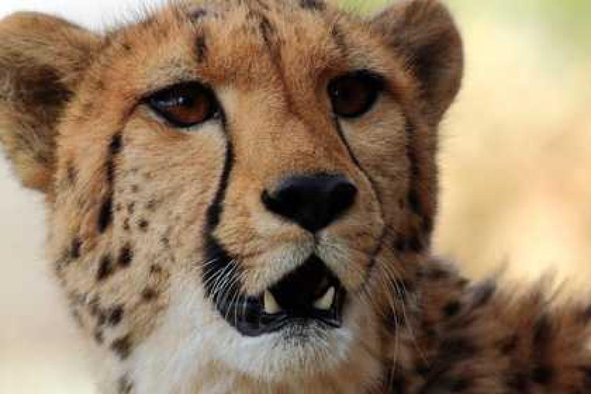 По улицам Москвы выгуливают гепарда По улицам Москвы выгуливают гепарда