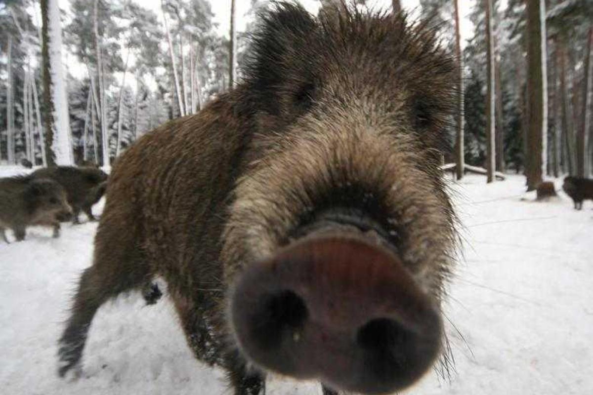 Янукович оказался "отменным" охотником