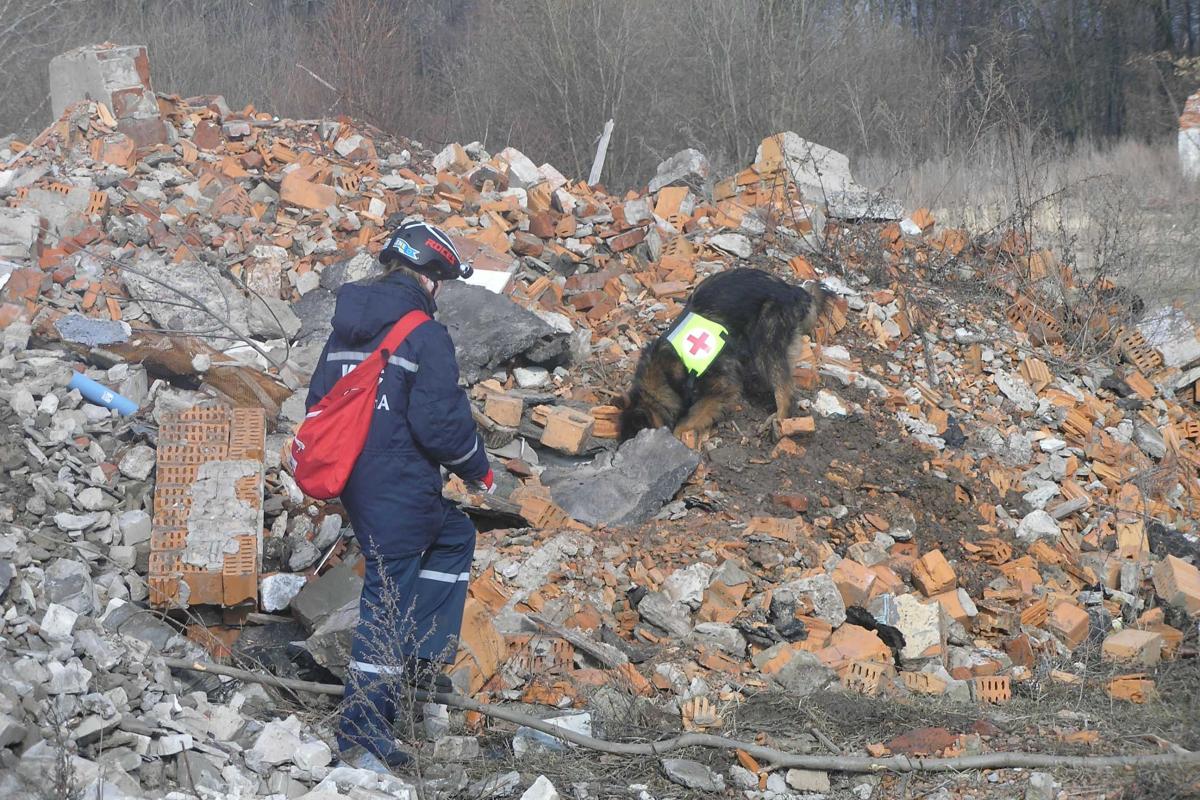 Международную аттестацию прошли "четвероногие спасатели"