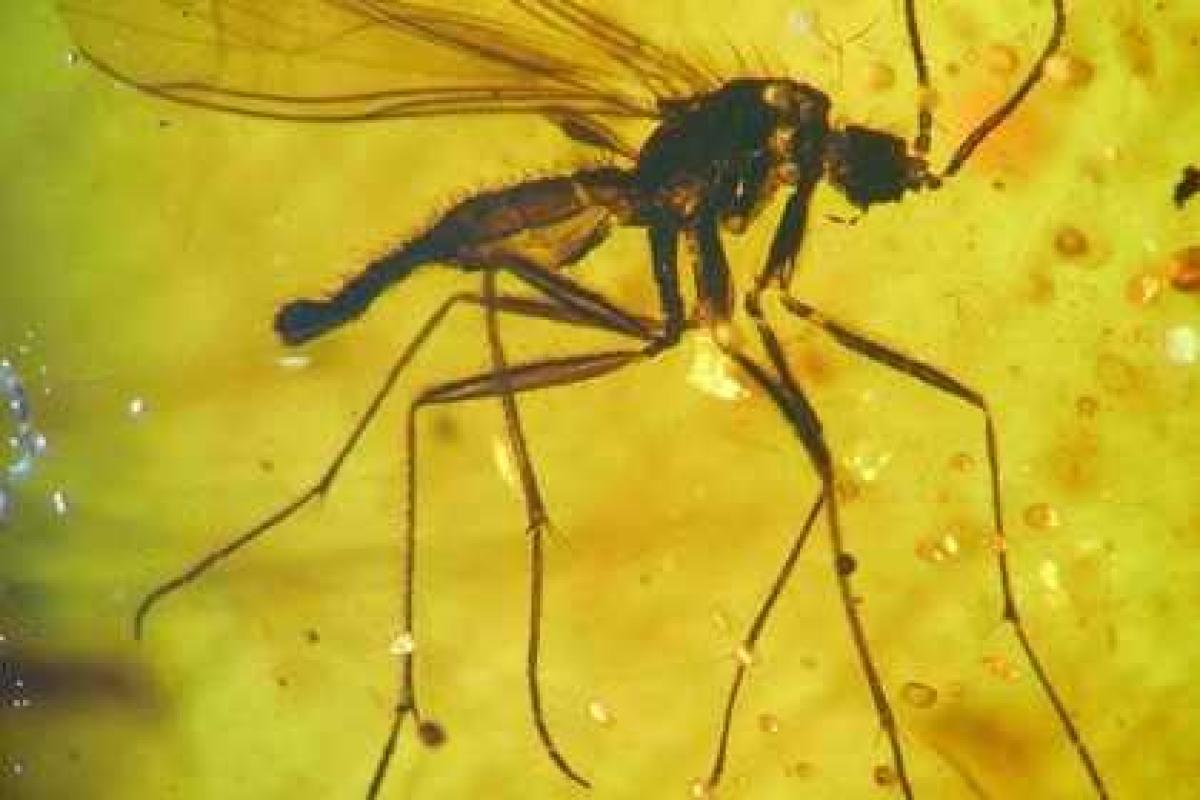 Прибалтийских насекомых нашли в китайском янтаре 