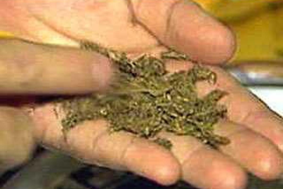 23-летний сумчанин гулял с оружием и наркотиками