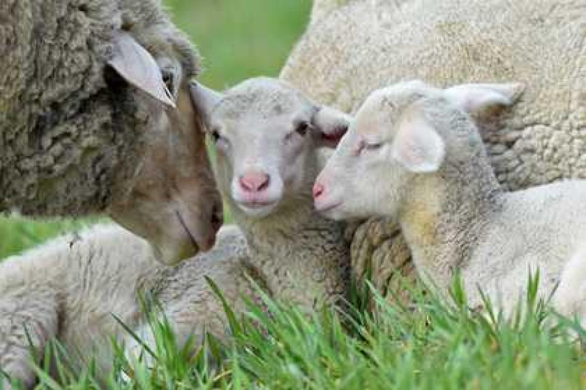 Женщина жила в комнате с 12 украденными овцами