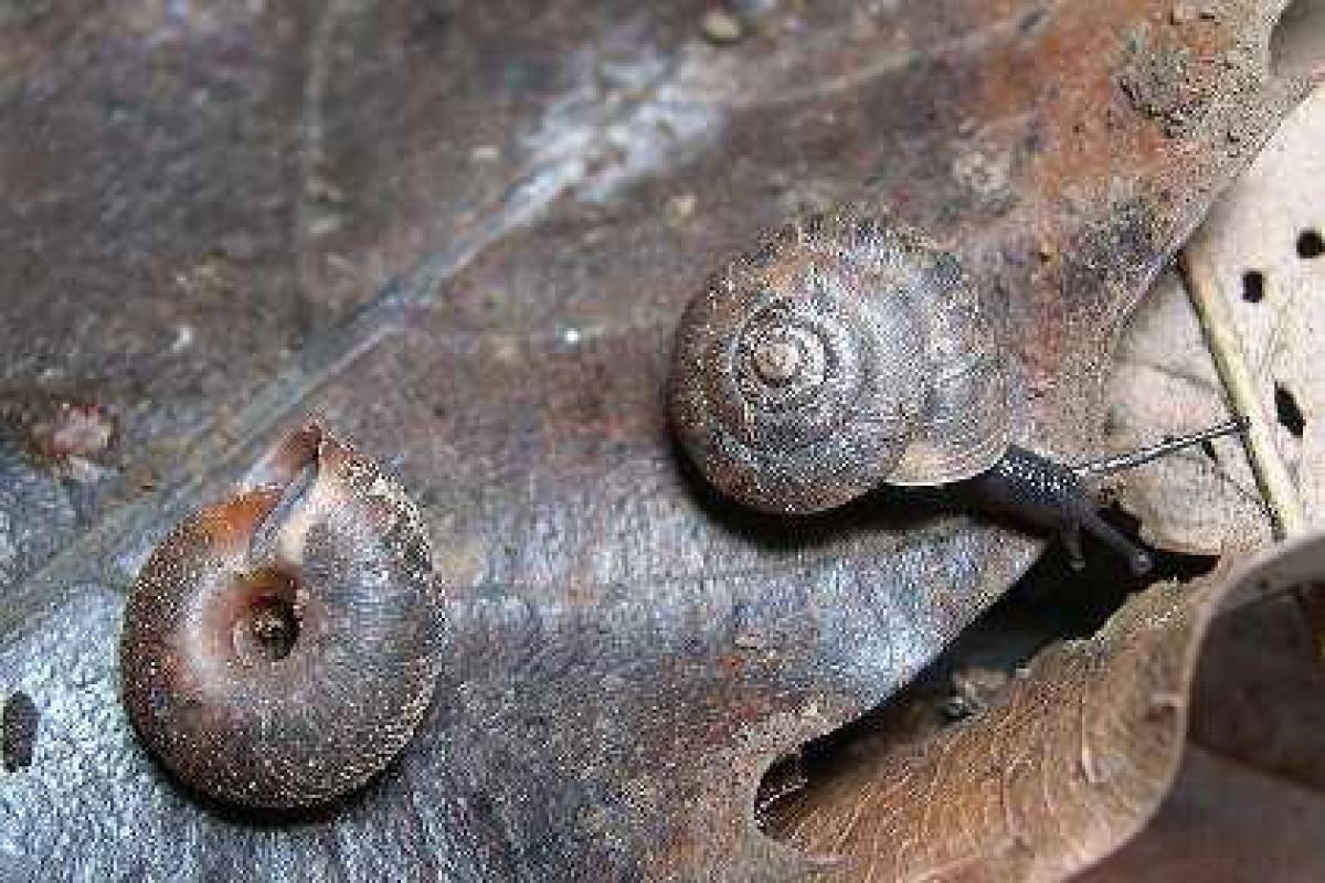 Новый вид улитки-гермафродита открыт тайваньскими учеными Новый вид улитки-гермафродита открыт тайваньскими учеными