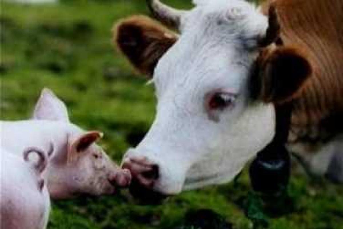 Украина представила потенциал отечественного животноводства в Китае