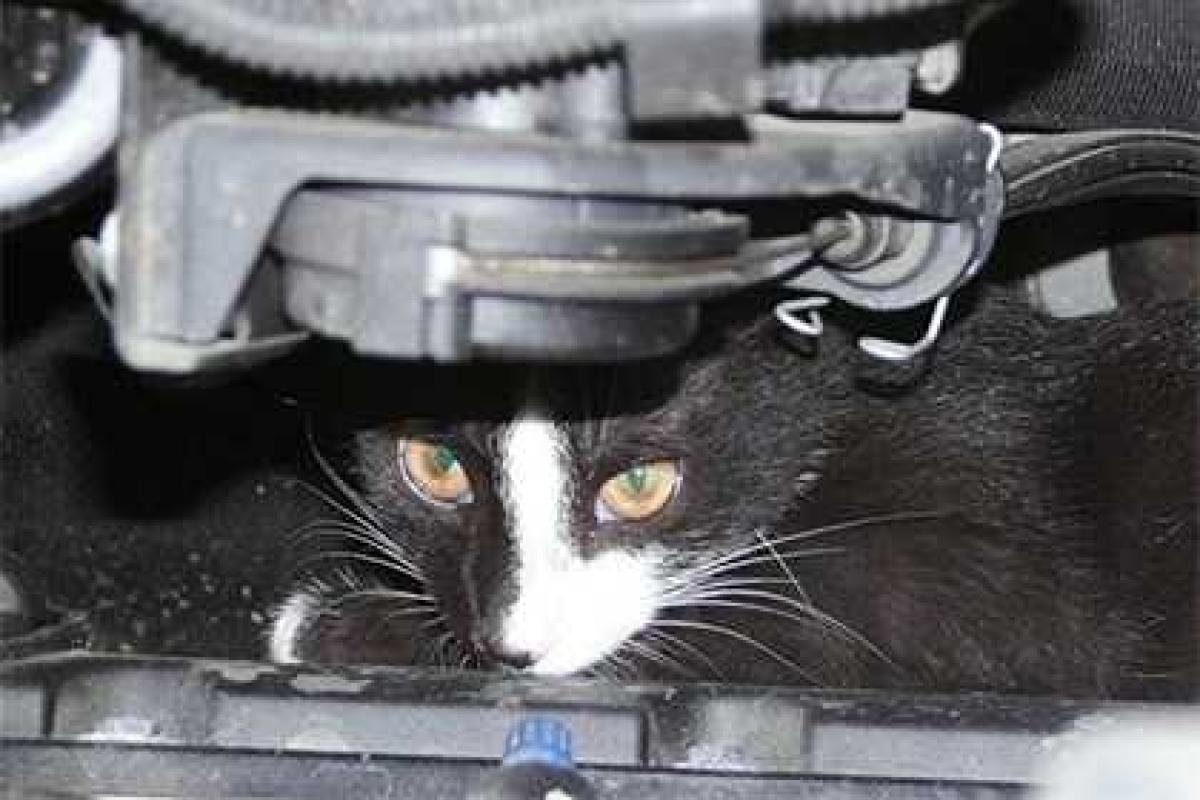 "АвтоВАЗ" не планирует менять конструкцию авто ради спасения кошек