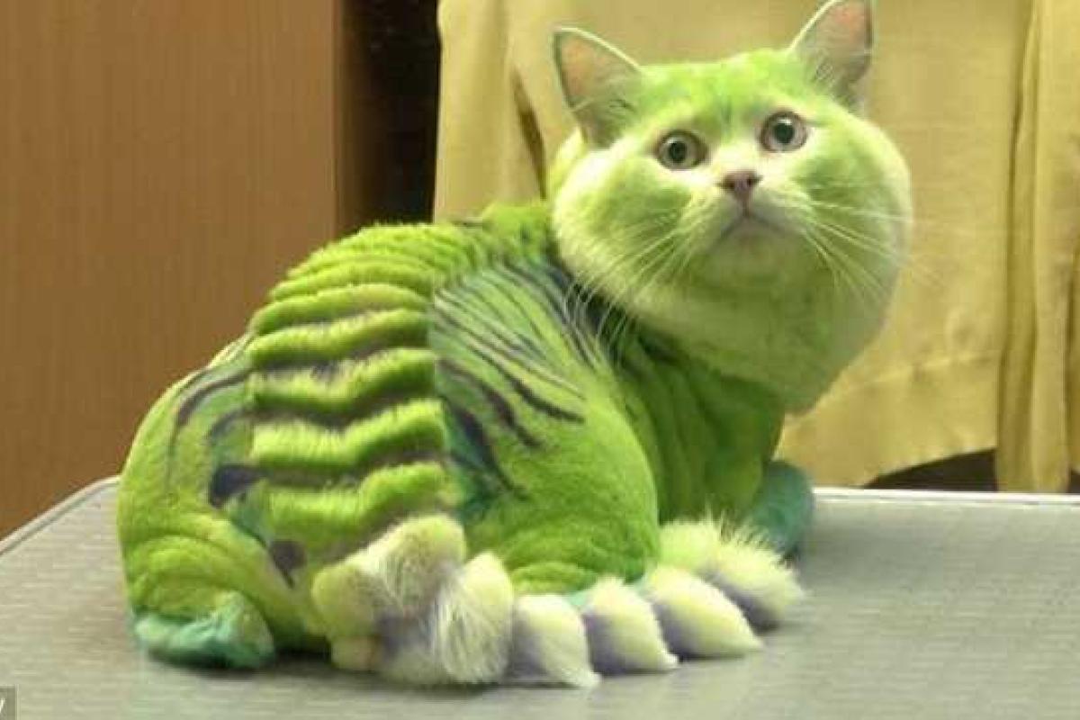 В российском Екатеринбурге работает салон по покраске животных В российском Екатеринбурге работает салон по покраске животных