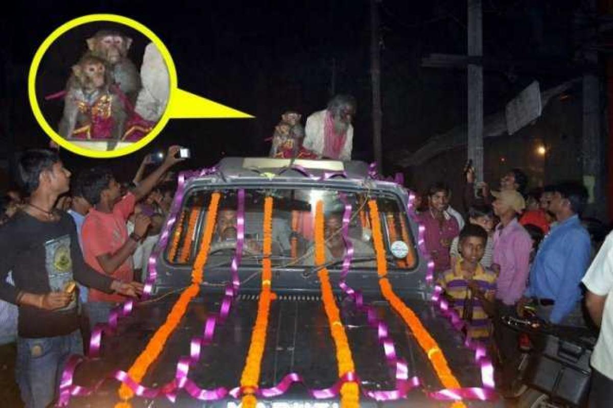 В Индии состоялась церемония бракосочетания обезьян В Индии состоялась церемония бракосочетания обезьян