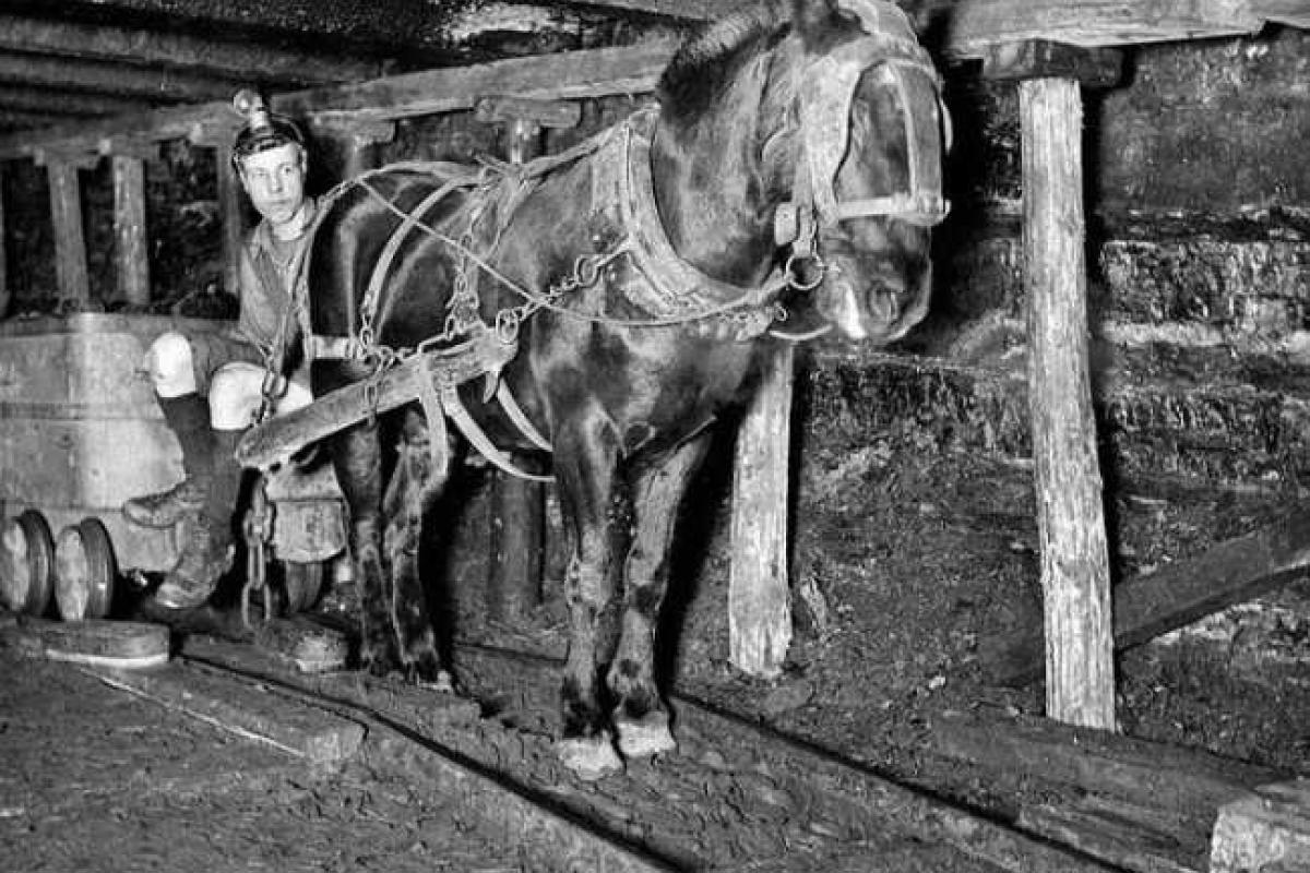 В Британии создали гигантский памятник лошади В Британии создали гигантский памятник лошади