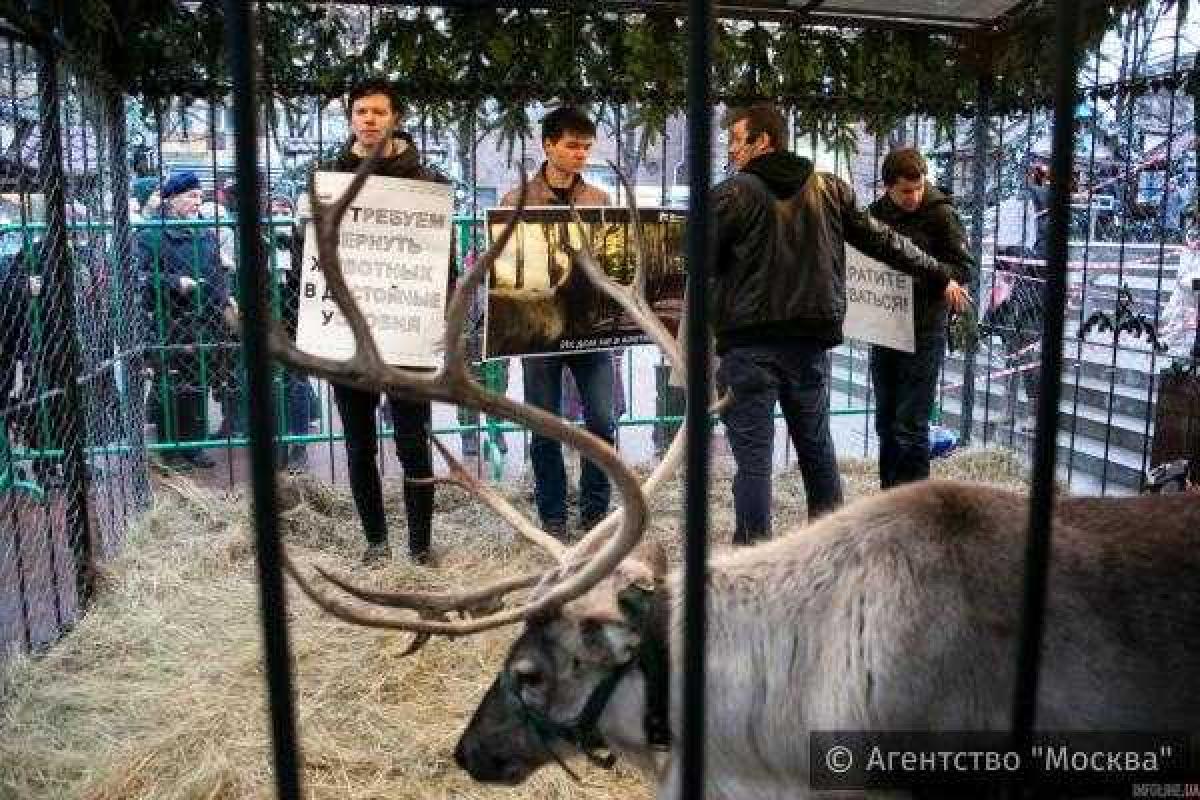 В Москвы молодые активисты требовали освободить оленя В Москвы молодые активисты требовали освободить оленя