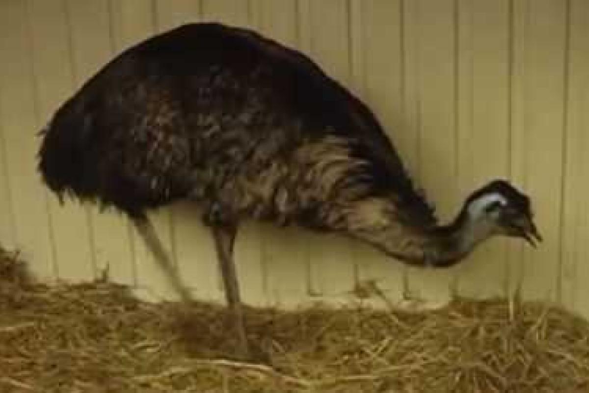 Из зоны АТО волонтеры эвакуировали страуса Федю Из зоны АТО волонтеры эвакуировали страуса Федю