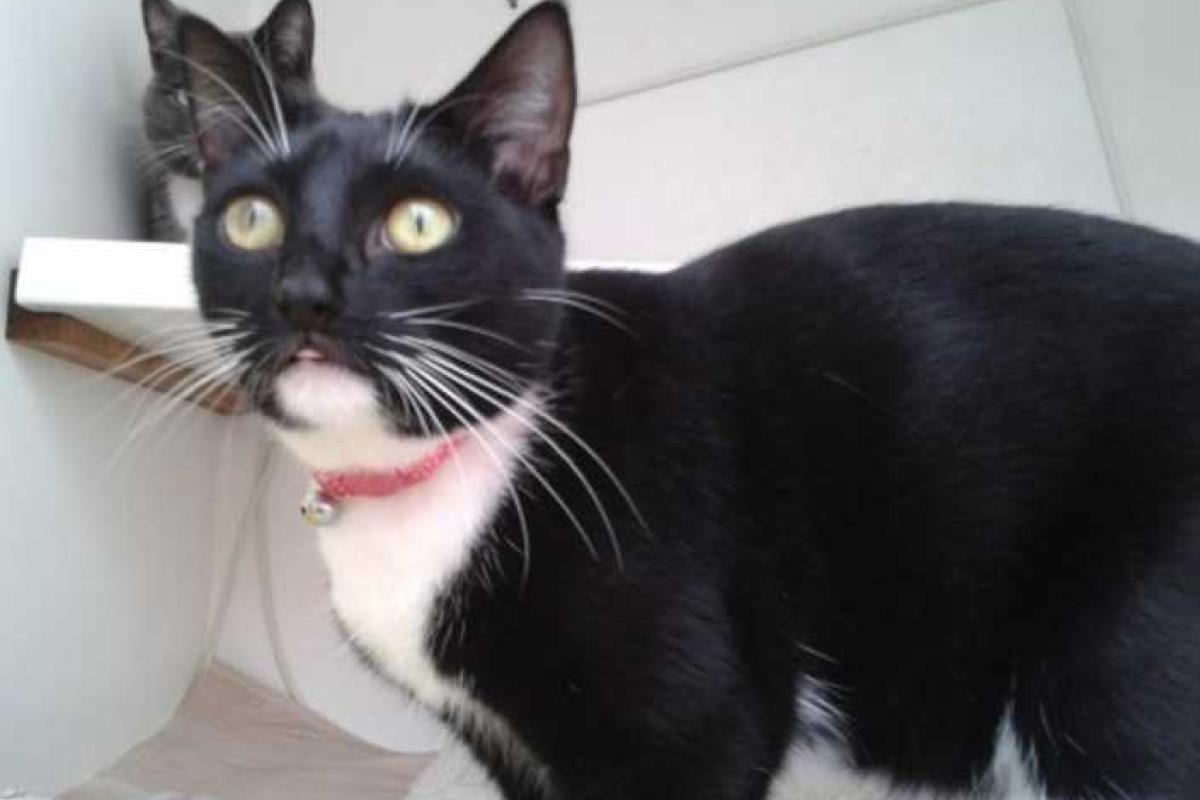 Таинственное исчезновение кошек в британском городке 